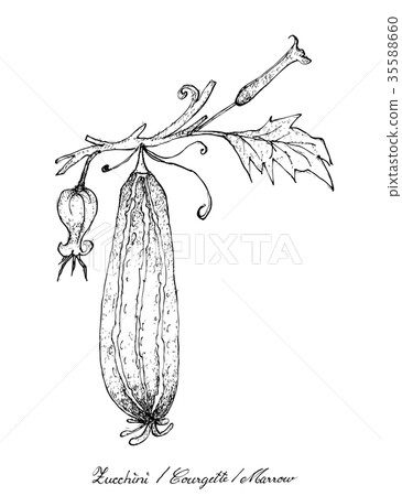 Hand Drawn of Fresh Zucchini Fruits with Flowers Hand Drawn of Fresh Zucchini Fruits with Flowers 35588660