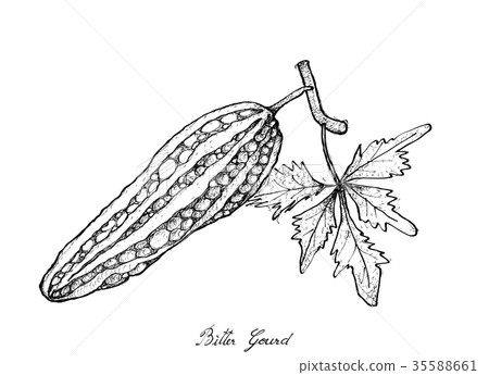 Hand Drawn of Fresh Green Bitter Gourd 35588661