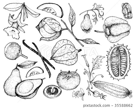 Hand Drawn of Gourd and Squash Fruits Hand Drawn of Gourd and Squash Fruits 35588662