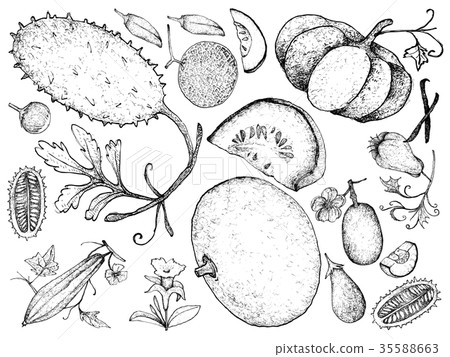 Hand Drawn of Gourd and Squash Fruits Hand Drawn of Gourd and Squash Fruits 35588663
