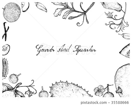 Hand Drawn of Gourd and Squash Fruits Frame 35588666