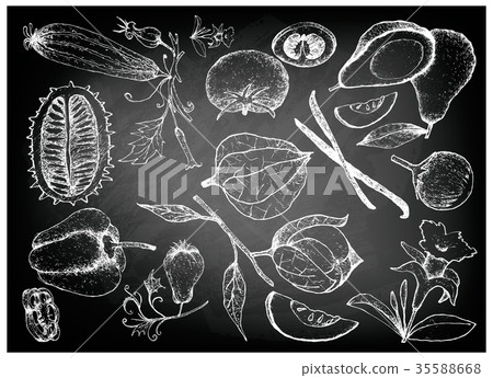 Hand Drawn of Gourd and Squash Fruits 35588668