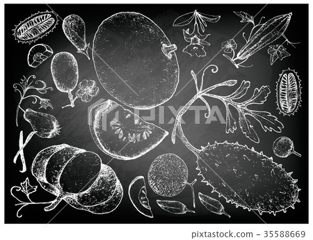 Hand Drawn of Gourd and Squash Fruits Hand Drawn of Gourd and Squash Fruits 35588669