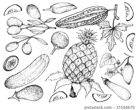 Hand Drawn of Gourd and Squash Fruits Hand Drawn of Gourd and Squash Fruits 35588670