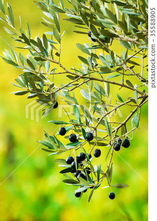 italian autumn 35588905