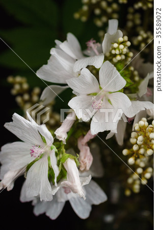 white flowers on the black background white flowers on the black background 35589072