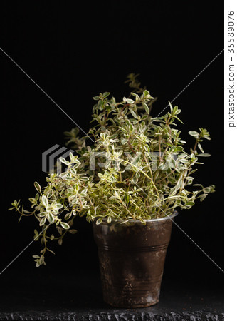 thyme in the pot thyme in the pot 35589076