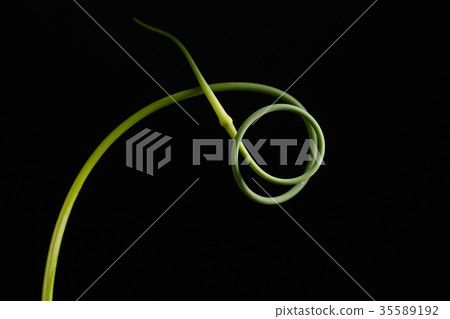 garlic scape 35589192
