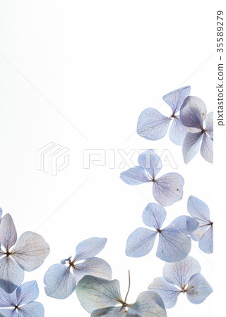 floral composition floral composition 35589279