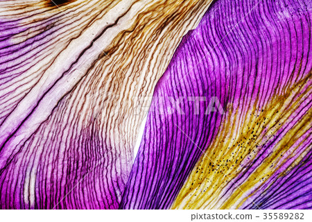 iris petals closeup 35589282