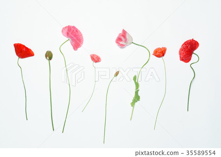 poppy flowers poppy flowers 35589554