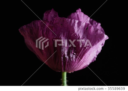 poppy flower on the black background 35589639