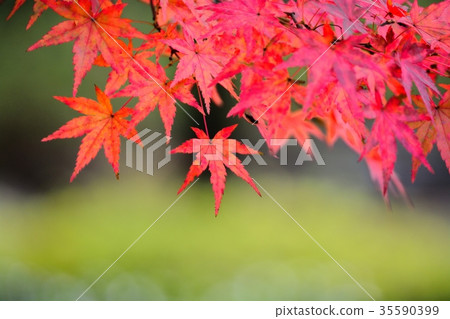 秋天的楓葉 秋天的楓葉 35590399