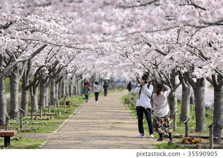Oh cherry-blossom corridor Oh cherry-blossom corridor 35590905