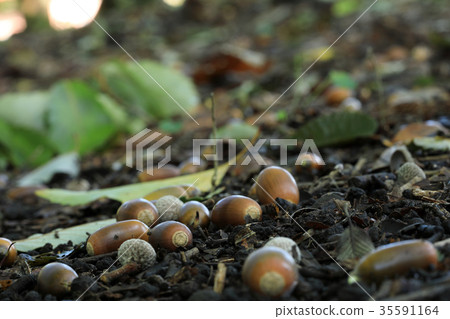 墮落的橡子小金井公園 墮落的橡子小金井公園 35591164