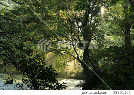 晨光小金井公園 晨光小金井公園 35591165