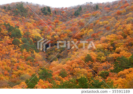 Autumn leaves of satoyama Minamiaizucho 35591189
