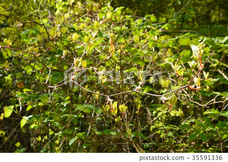 新鮮的綠色鹽荔枝 35591336