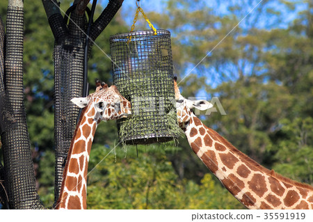 Giraffe's meal Giraffe's meal 35591919