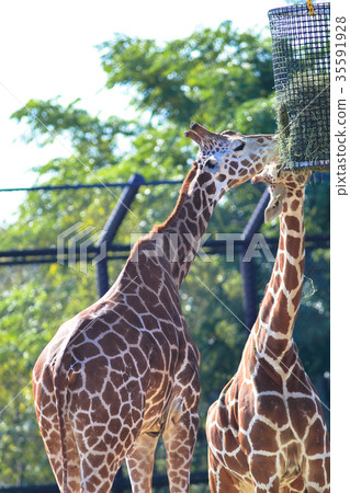 Giraffe's meal Giraffe's meal 35591928