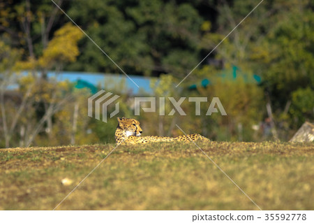  Cheetah 35592778