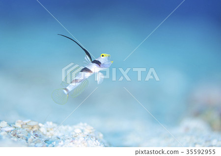 Hirenaga Threadingbow Hirenaga Threadingbow 35592955