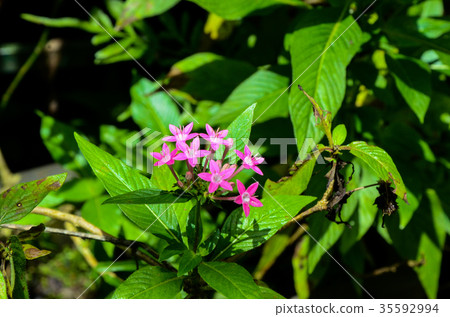 Star flower Star flower 35592994