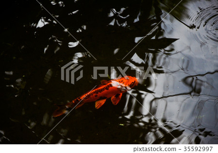 鯛魚,魚,鮭魚 鯛魚,魚,鮭魚 35592997
