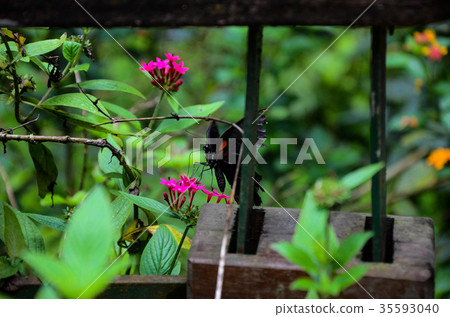 Moth butterfly, moth butterfly, moth butterfly 35593040