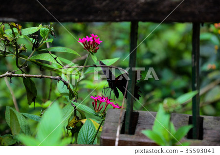 Moth butterfly, moth butterfly, moth butterfly 35593041