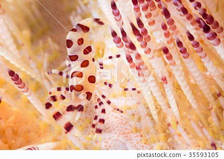 Coleman shrimp Coleman shrimp 35593105