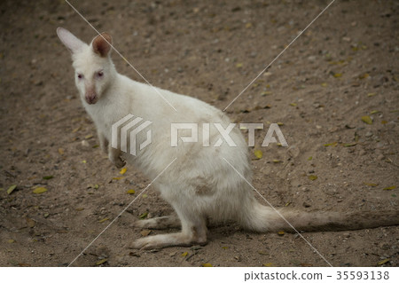 Albino Wallaby Albino Wallaby 35593138