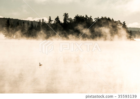 Duck swimming ake of two rivers in algonquin Duck swimming ake of two rivers in algonquin 35593139