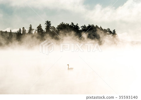 Duck swimming ake of two rivers in algonquin Duck swimming ake of two rivers in algonquin 35593140