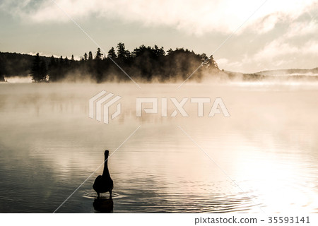 Duck swimming ake of two rivers in algonquin 35593141