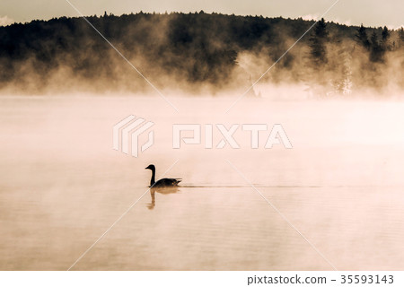 Duck swimming ake of two rivers in algonquin 35593143
