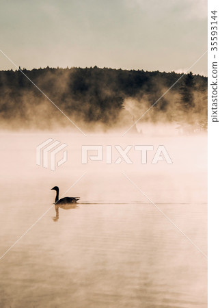Duck swimming ake of two rivers in algonquin 35593144