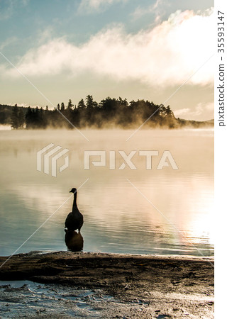 Duck swimming ake of two rivers in algonquin 35593147