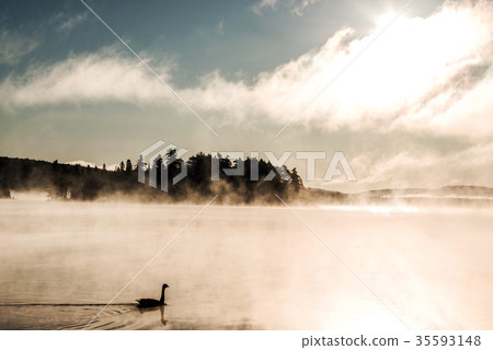 Duck swimming ake of two rivers in algonquin 35593148