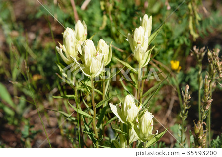 Castilleja pallida fowers in Aktru valley. Altai 35593200