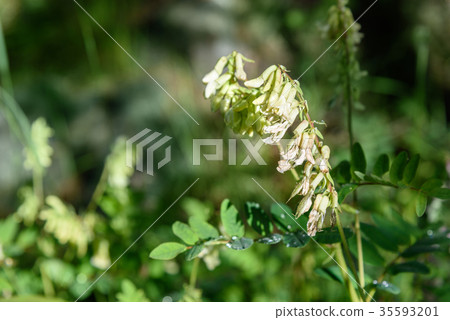 Hedysarum vicioides flowers in Aktru valley Altai Hedysarum vicioides flowers in Aktru valley Altai 35593201