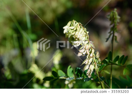Hedysarum vicioides flowers in Aktru valley. Altai Hedysarum vicioides flowers in Aktru valley. Altai 35593203