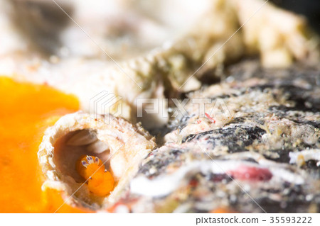 淡水海膽 35593222