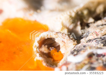 淡水海膽 35593223