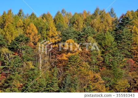 Colorfully colored leaves of mountain trees Colorfully colored leaves of mountain trees 35593343