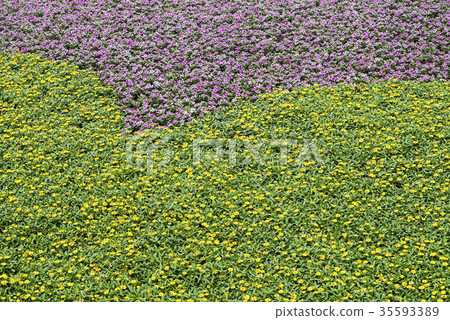 Yellow and red purple flowers blooming on one side Yellow and red purple flowers blooming on one side 35593389