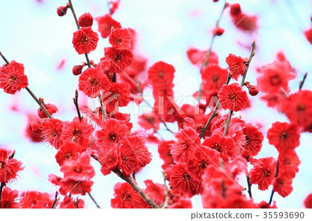 Vivid red plum 35593690