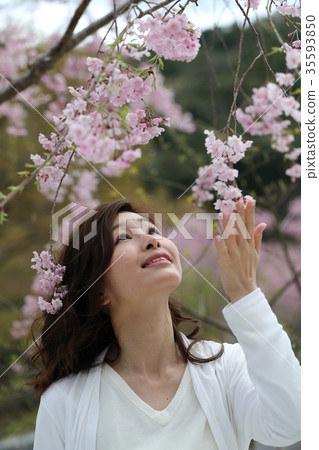 生活方式櫻花 35593850