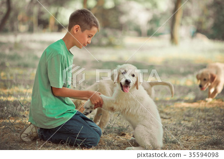 Retriever pup Lovely scene handsom teen boy  35594098