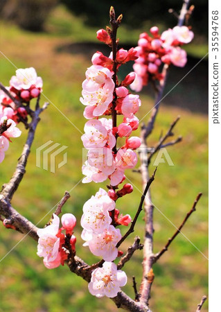 beautiful pink plum blossom beautiful pink plum blossom 35594768